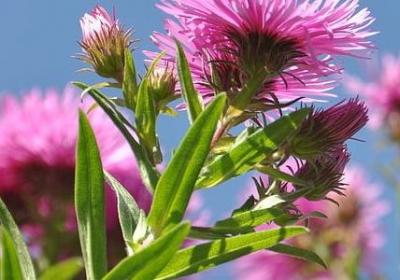 老人家生日祝福语(通用40句)