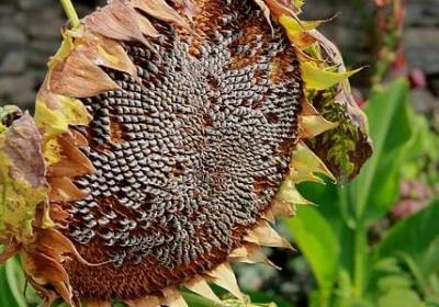 网络生日祝福语(60句)