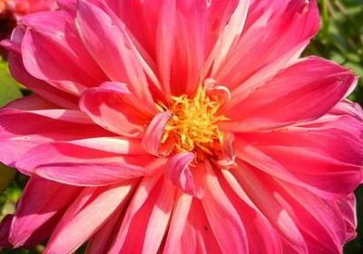 给老师的祝福语(推荐50句)