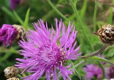 给父亲的祝福语(热门51句)