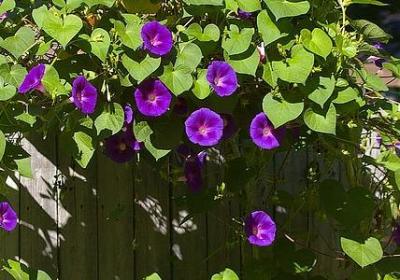 给老人祝寿祝福语(汇总90句)