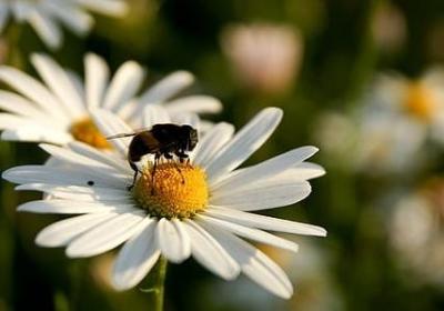 花祝福语(热门49句)