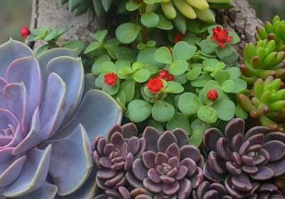 虎年拜年祝福语(精选40句)