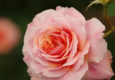 贺卡祝福语同学(40句)