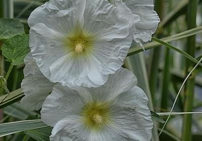 舅舅的生日祝福语(实用50句)