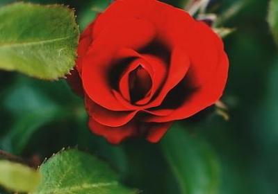 莲花祝福语(汇总40句)