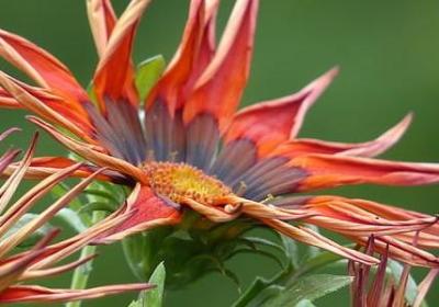 老母亲生日祝福语(优选40句)