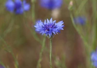 英文婚礼祝福语(优选79句)