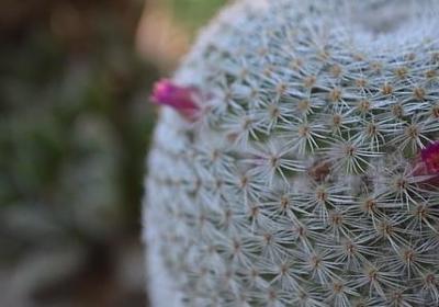 西班牙语祝福语(通用60句)