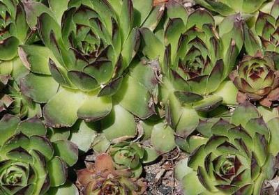 财运的祝福语(必备61句)