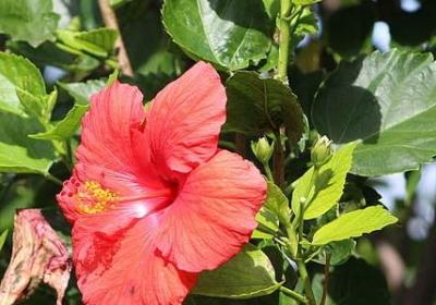 荷花祝福语(通用50句)