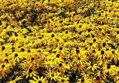 英语贺卡祝福语(推荐20句)