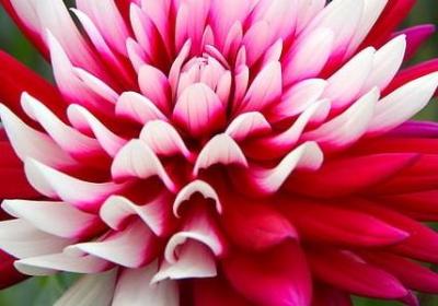 藏文祝福语大全(汇总50句)