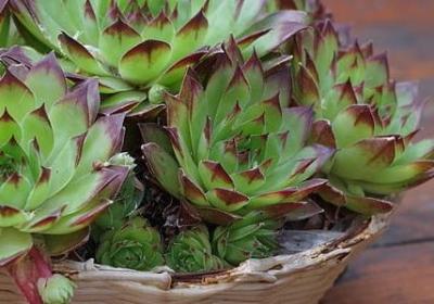 英语 祝福语(热门50句)