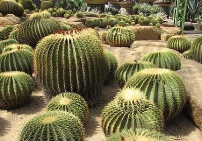 虎年新年祝福语(实用30句)