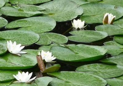 老来得子的祝福语(汇总66句)