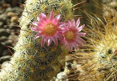 表哥生日祝福语(推荐40句)