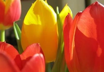 舅舅结婚外甥祝福语(优选50句)