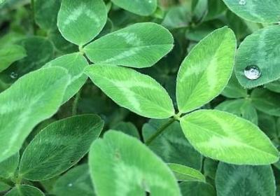 花甲生日祝福语(推荐40句)