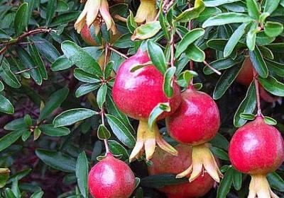 花束祝福语(推荐60句)