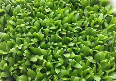 诗意祝福语(50句)