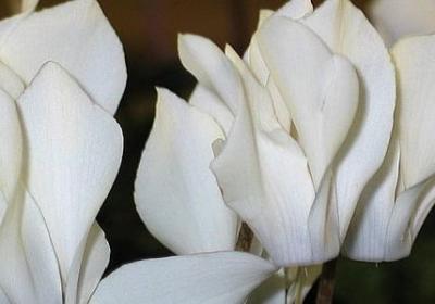 蜜月祝福语(实用50句)