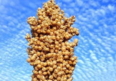 自己生日祝福语怎么写(40句)