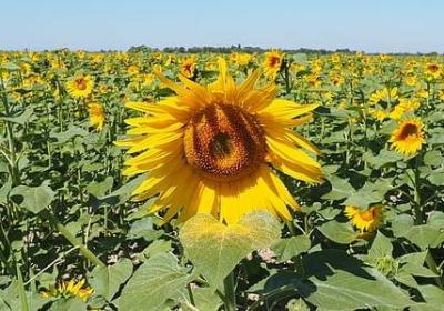 老板过生日 说什么祝福语(精选60句)