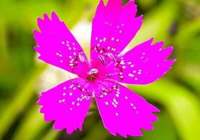 老爸过生日祝福语(实用6句)