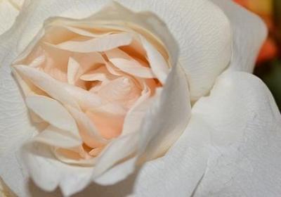 考上公务员祝福语(优选50句)