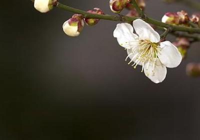 西藏明信片祝福语(优选70句)