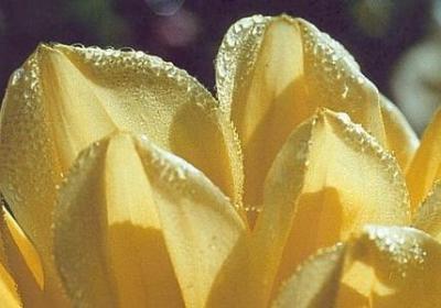 自己提车祝福语(49句)