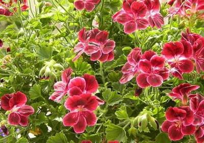 茶庄开业祝福语(实用40句)