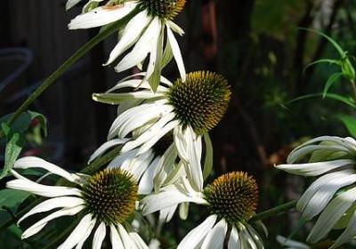 花篮祝福语(合集38句)