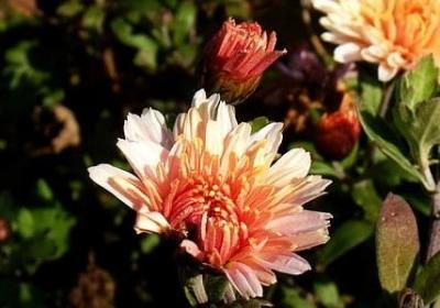 车行开业祝福语(热门50句)