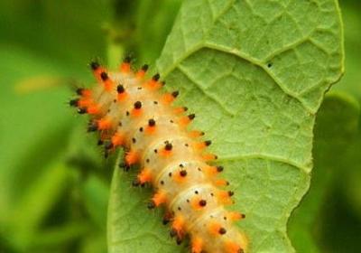 表白祝福语(合集40句)