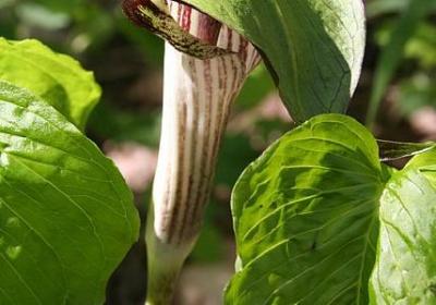 老板生日祝福语(推荐49句)