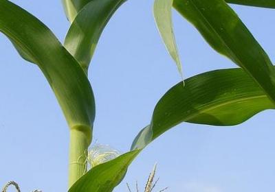 老师送学生生日祝福语(共40句)