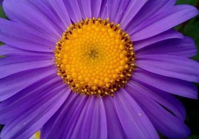 荣升奶奶的祝福语(41句)