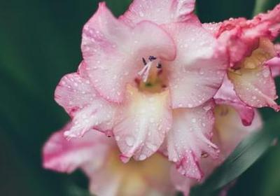 表姐结婚祝福语(9句)