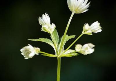 调皮的生日祝福语(通用60句)