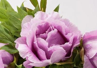 考试过关的祝福语(必备69句)