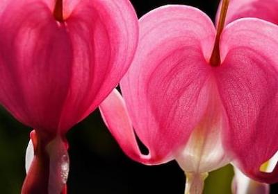 英语祝福语生日(合集62句)