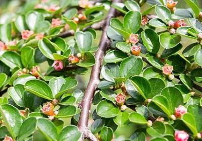 老爸七十大寿祝福语(汇总60句)