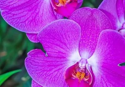 花店开业祝福语(实用50句)