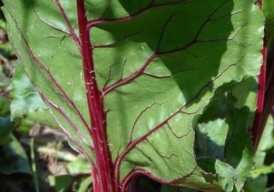 考试红包祝福语(优选59句)