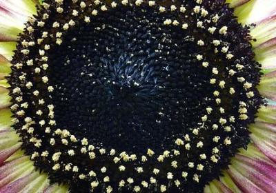 贺寿祝福语(必备70句)