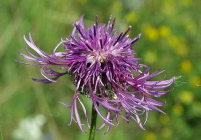 老师给学生的生日祝福语(精选50句)