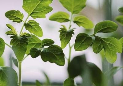 订婚父母祝福语(汇总70句)