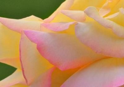 老年早安祝福语(实用60句)